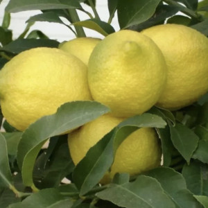 Limones Eureka